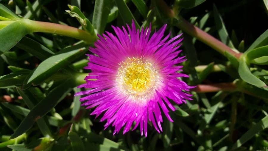 Essiggürkchen 9