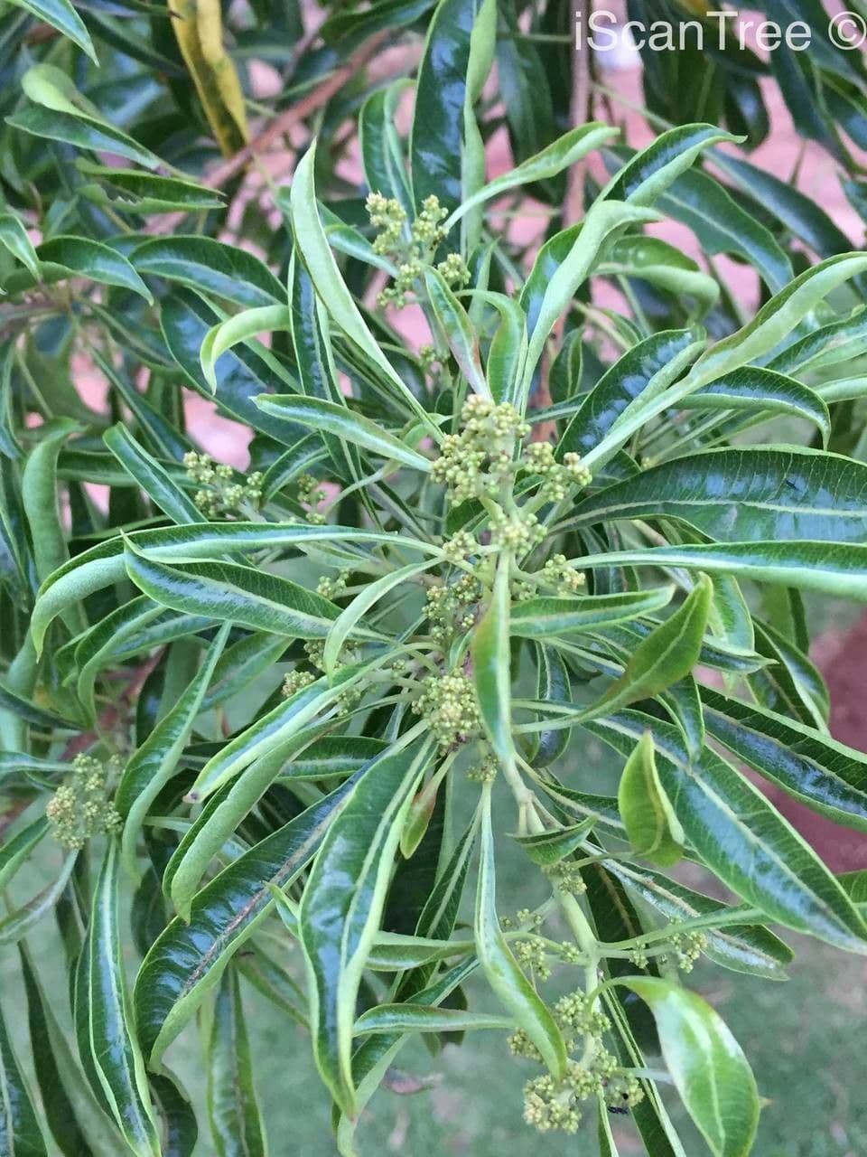 Heteropyxis 10