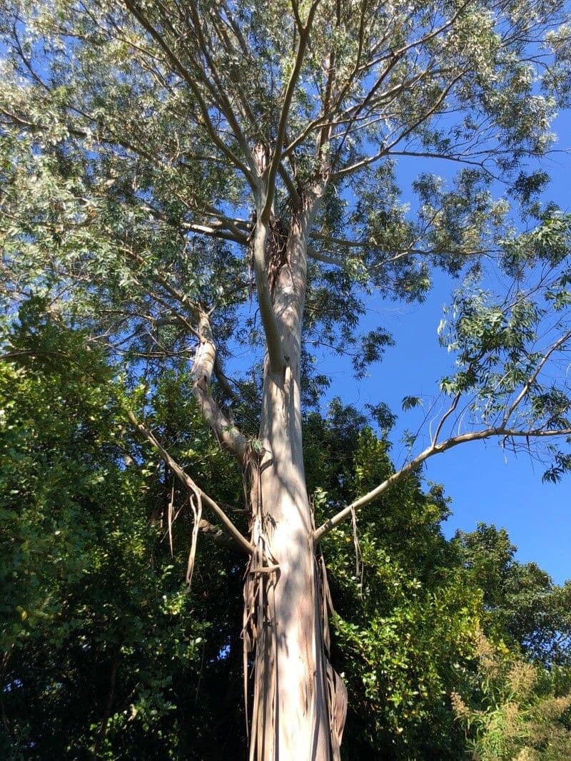 Glattschaliger Eukalyptus 14