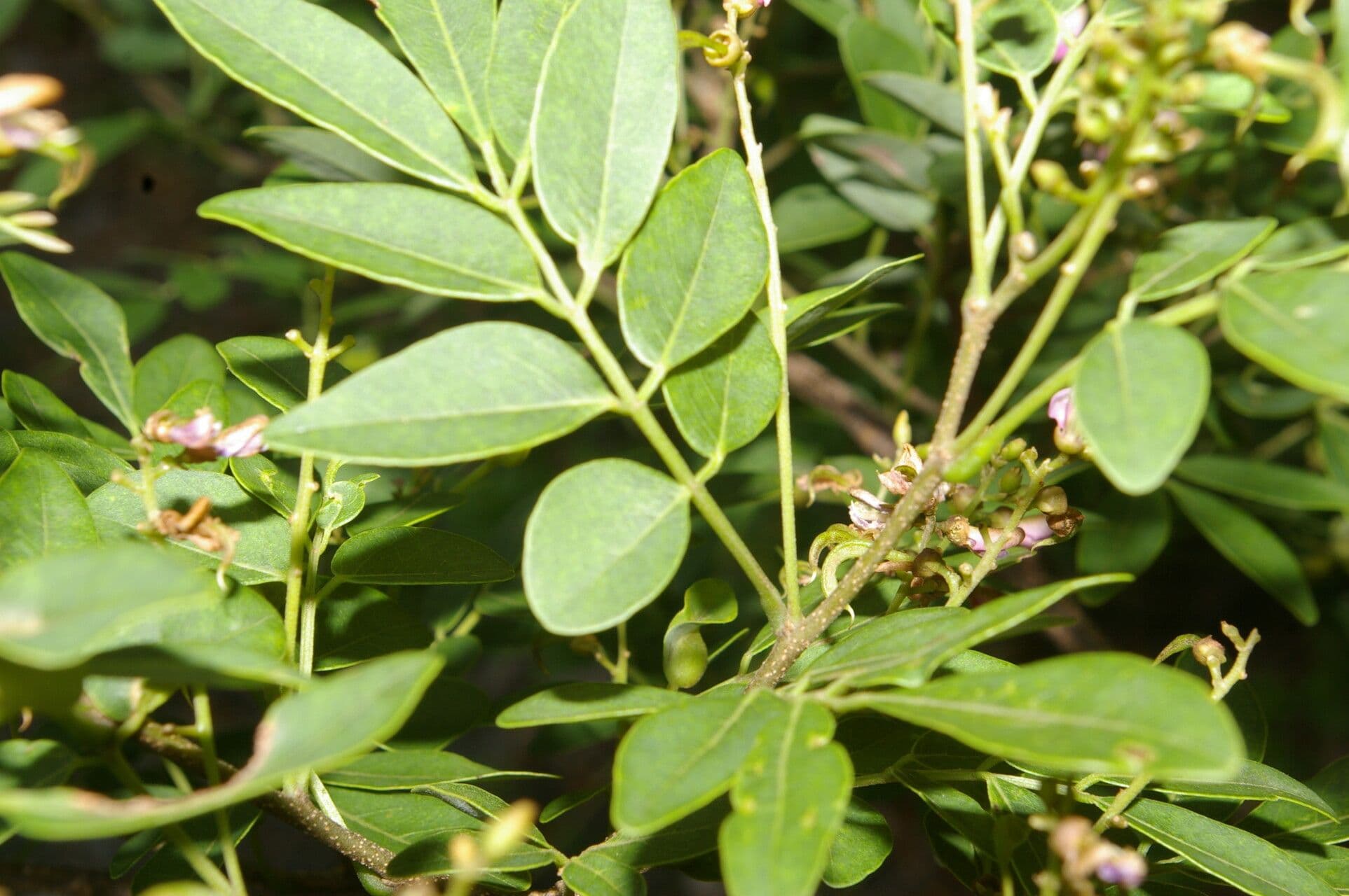 Lonchocarpus lanceolato 10