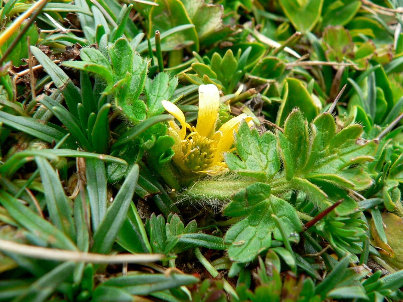 Ranunculus praemorsus 2