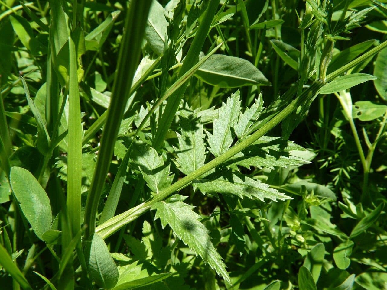 Große Bibernelle 22