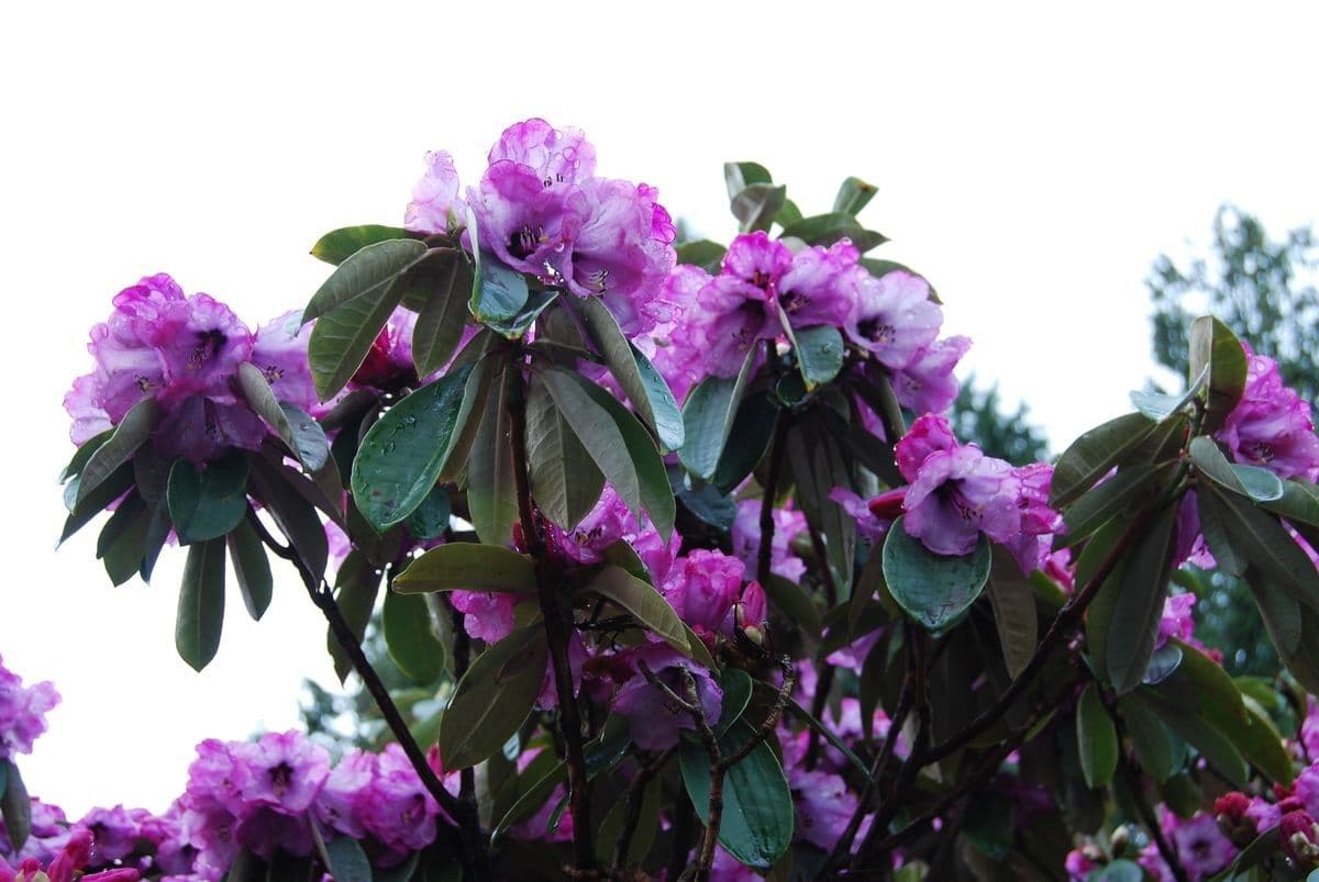 Rododendro