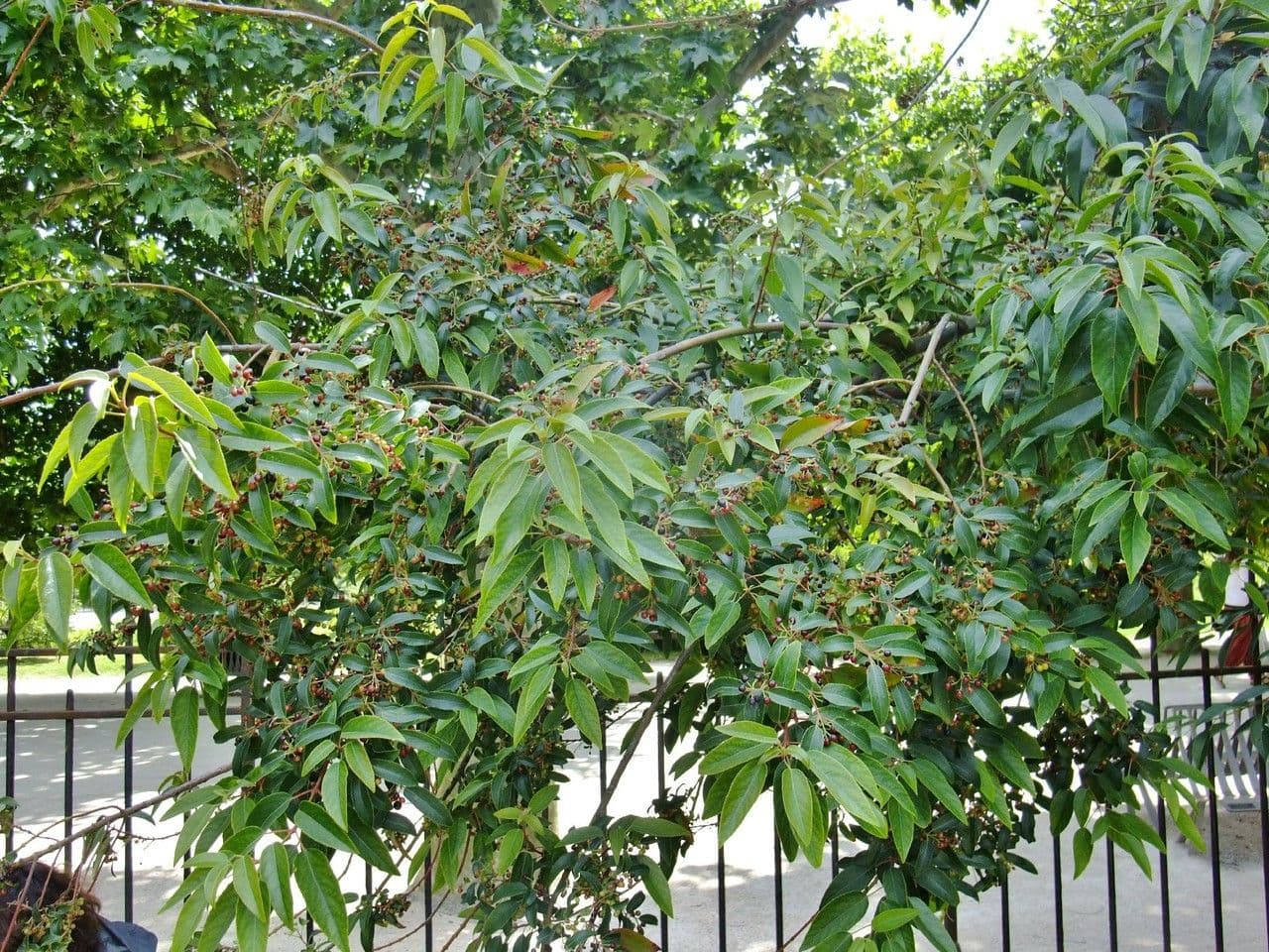 Aristotelia chilensis 17