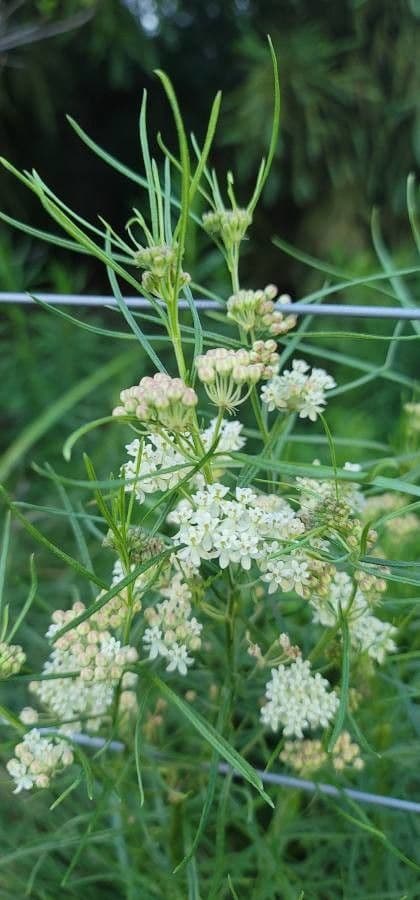Asclepias verticillata 9