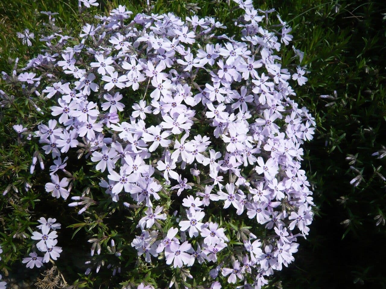 Phlox subulato 12