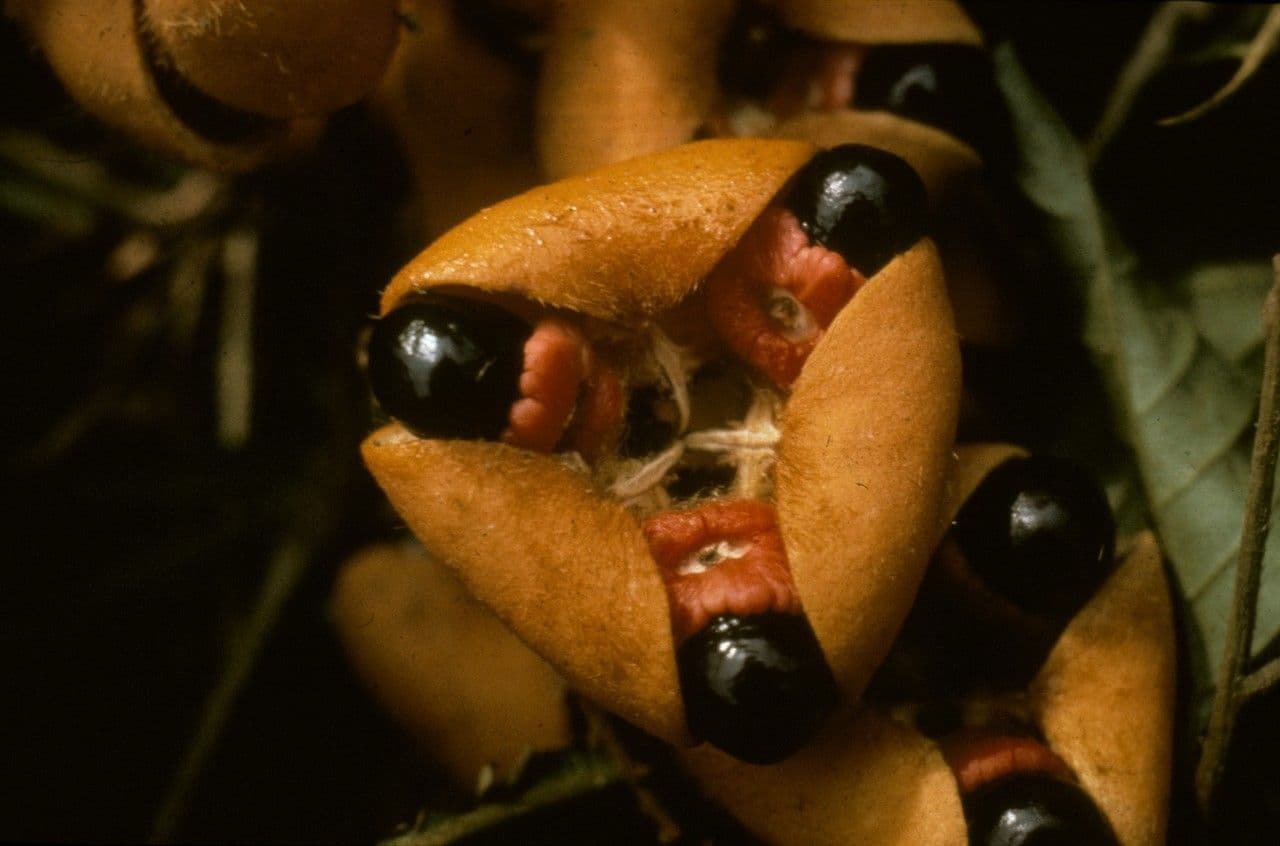 Eriocoelum