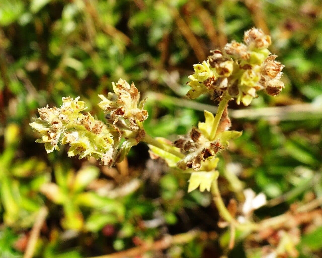 Alchemilla saxatilis 4