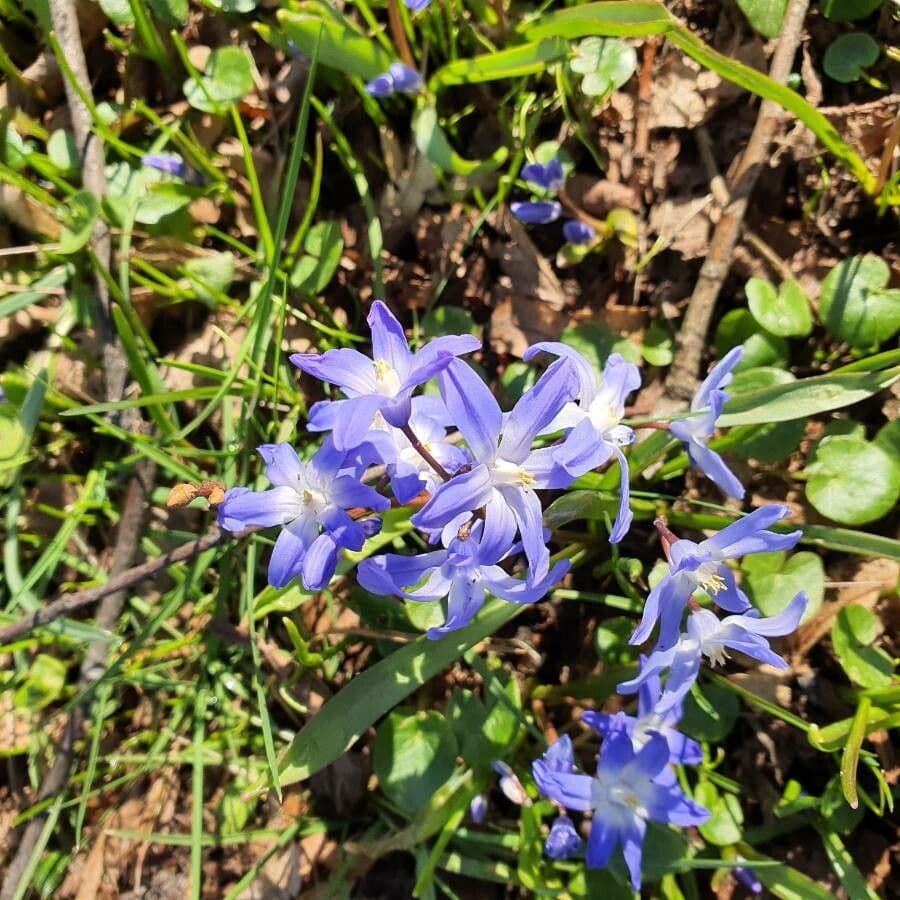 Scilla Forbesa 5