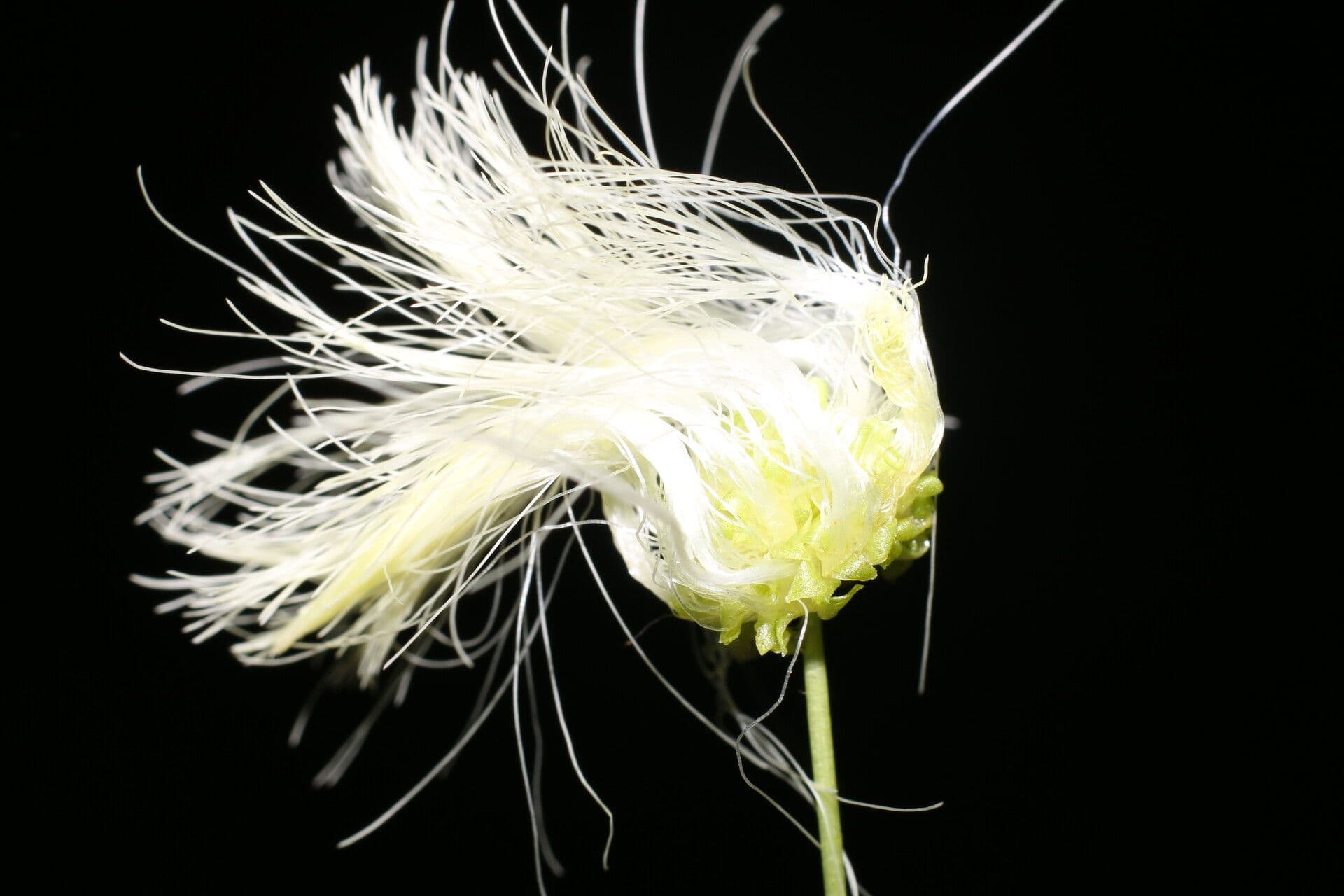 Schott's stickpea 3