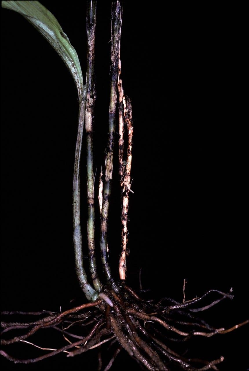 Palmorchis 3