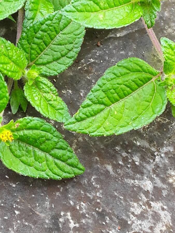 Eleutheranthera ruderalis 8