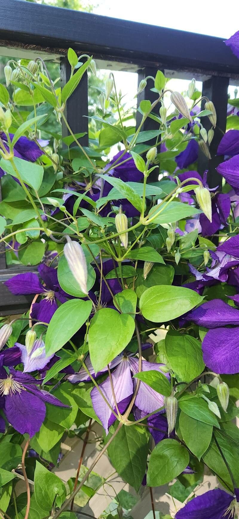 Einfache Clematis 19