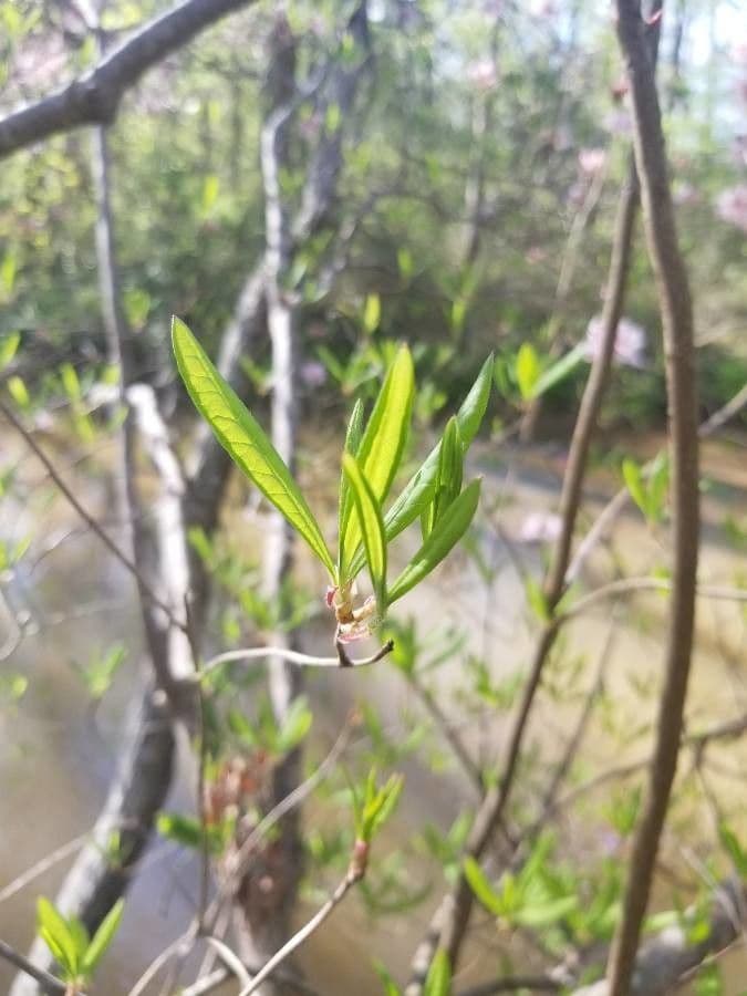 Rododendro 11