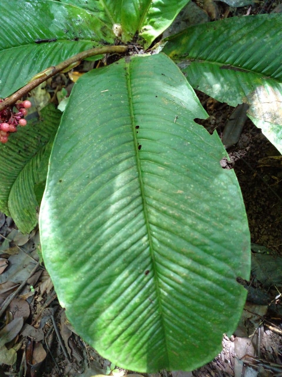 Ardisia 15