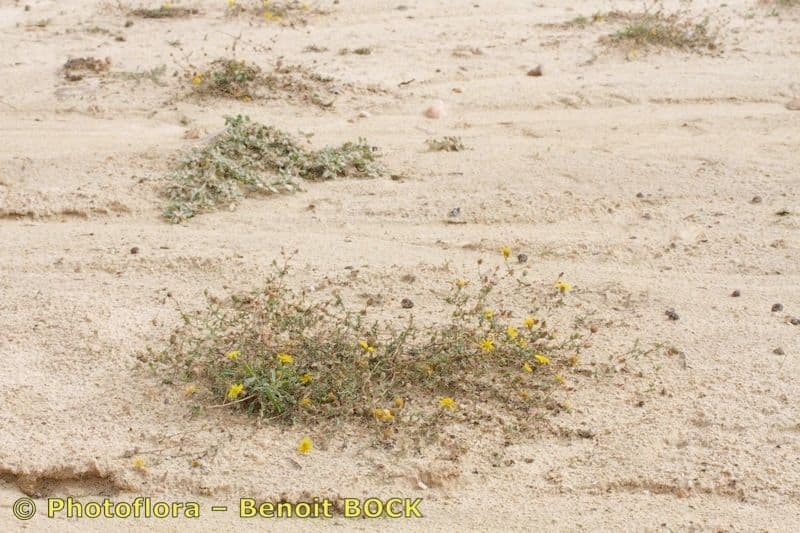 Pulicaria 5