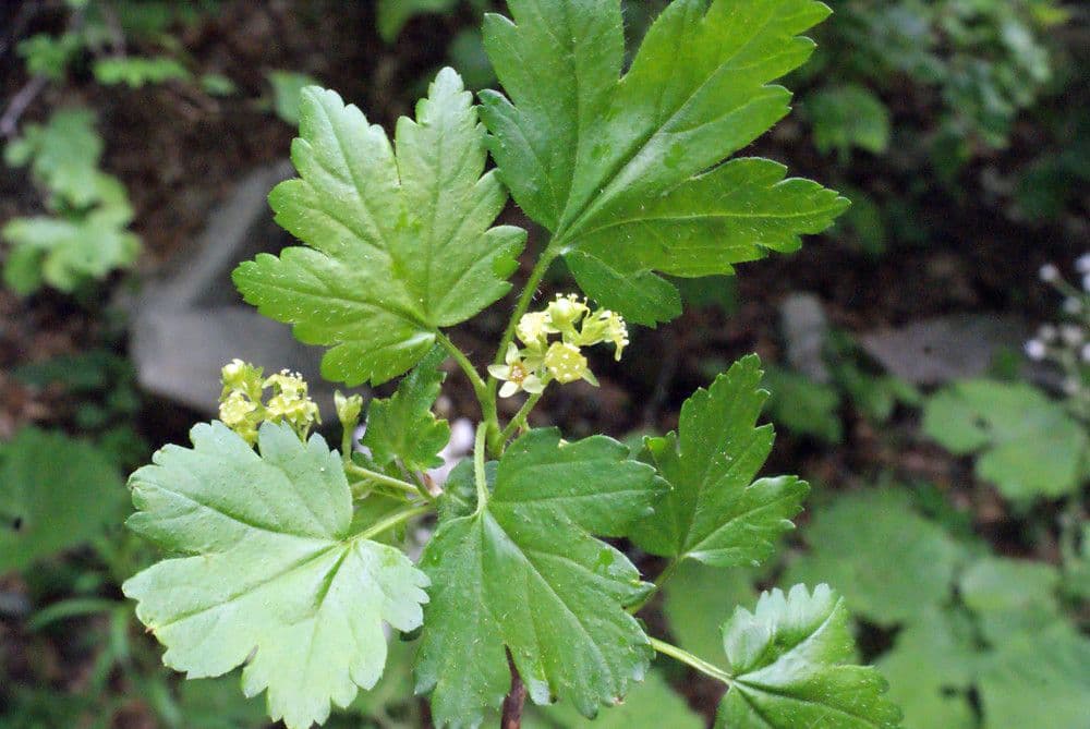 Ribes alpino 27