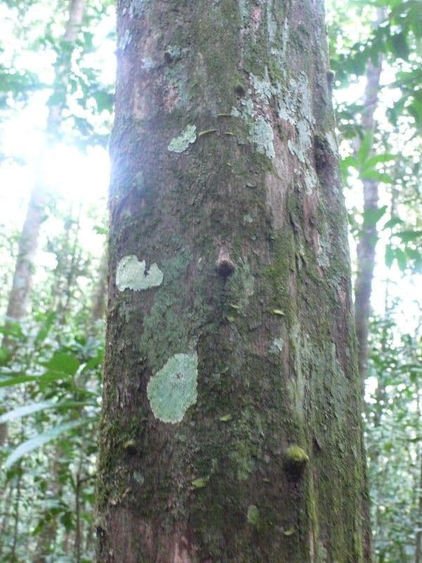 Duroia 9