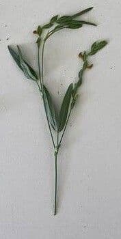 Zornia reticolata 14
