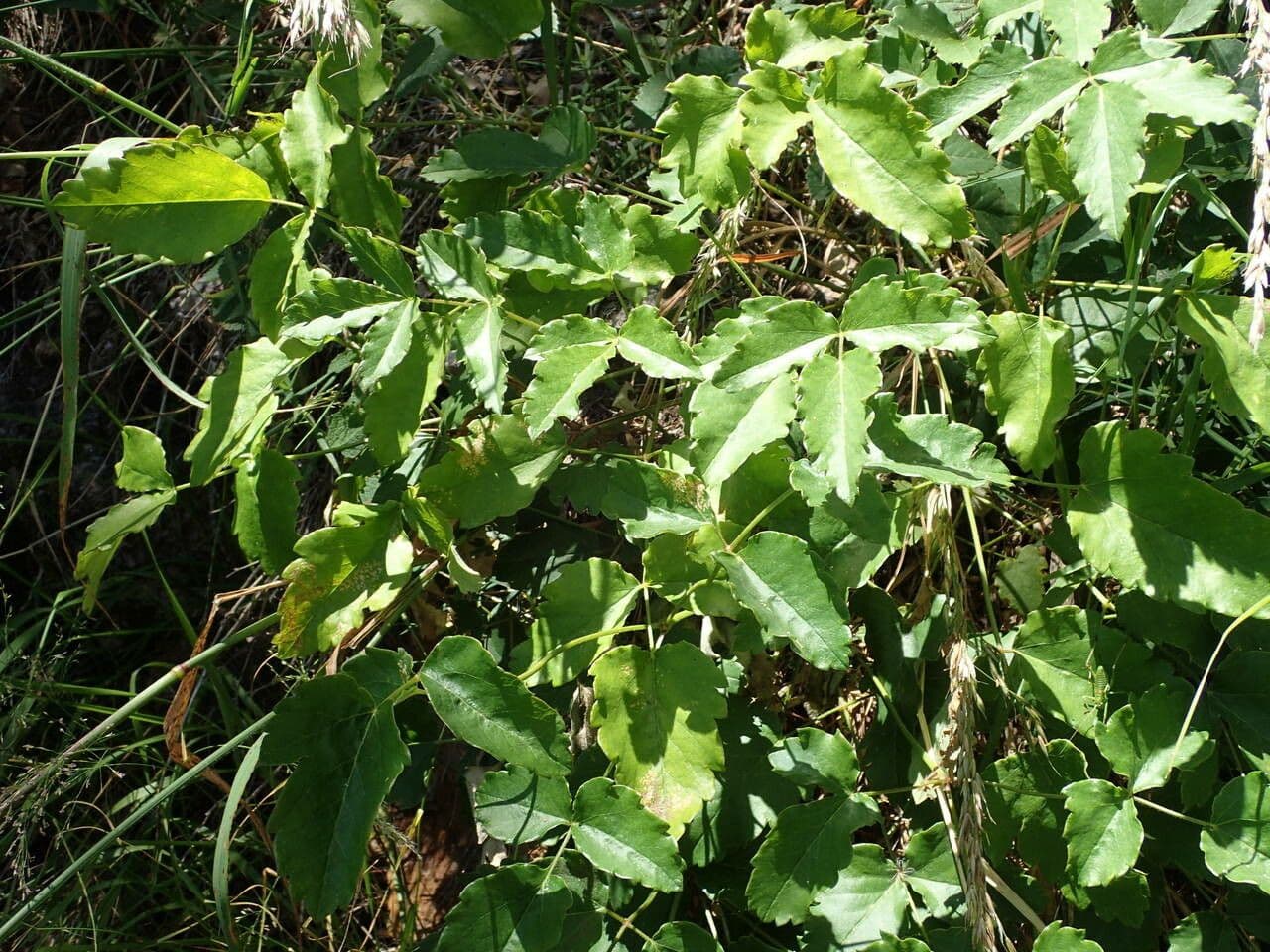Broadleaf sermountain 19