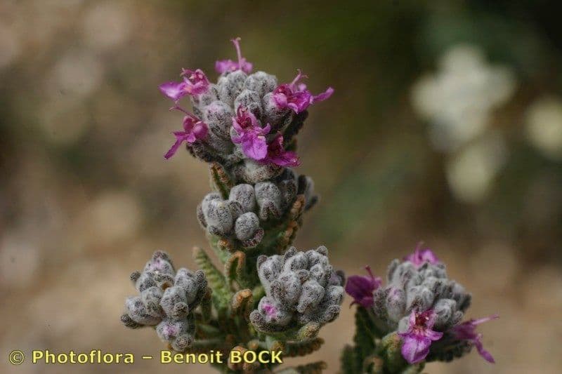 Teucrium 14