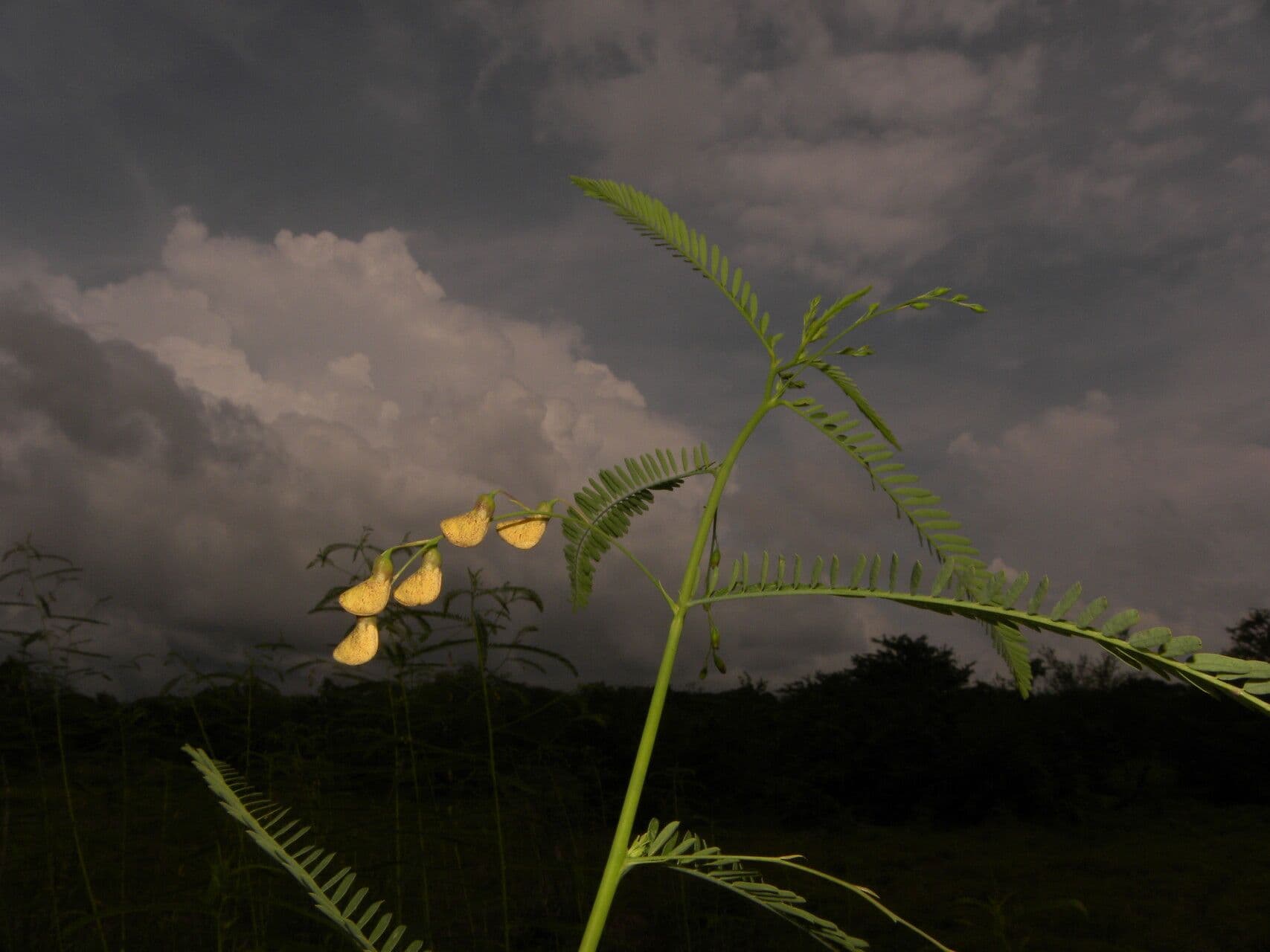 Sesbania herbacea 3
