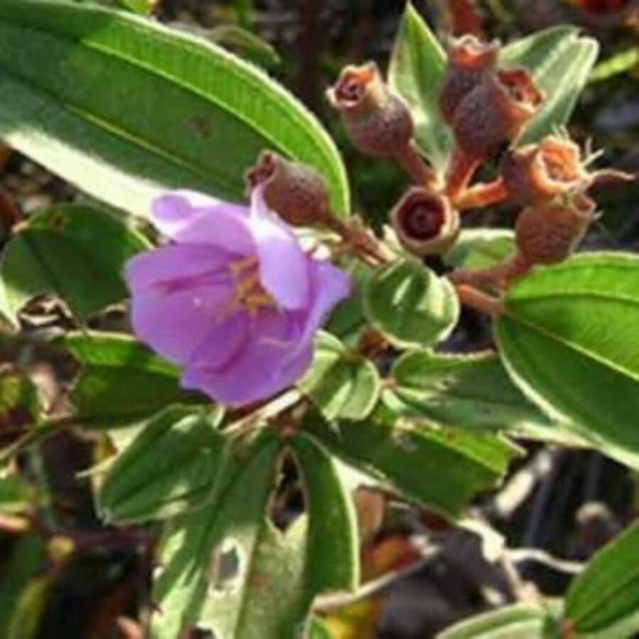 Melastoma 4
