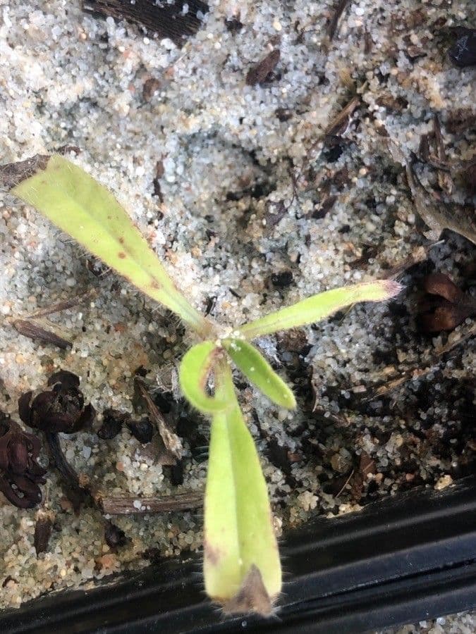 Echium di Bethencourt