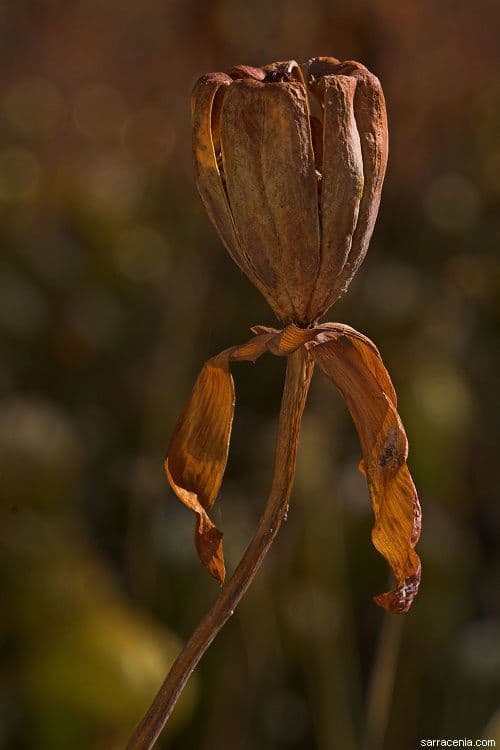 Darlingtonia californica 4