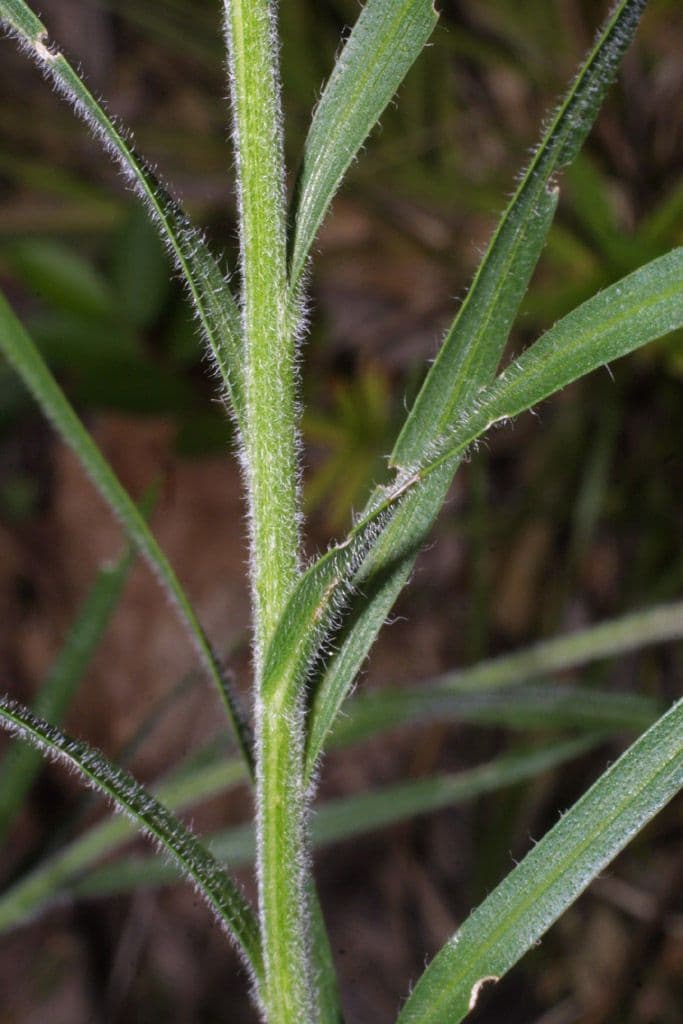 Liatris 19