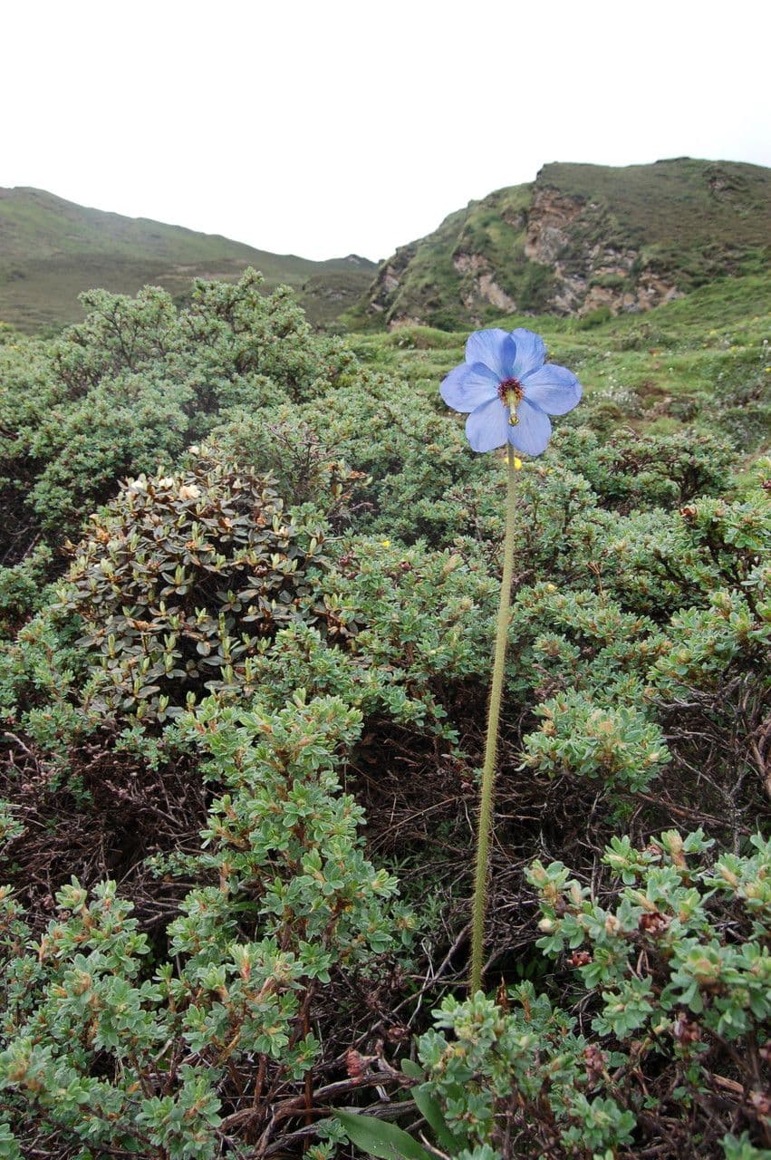 Meconopsis 7