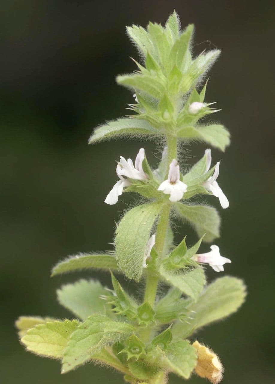 Sideritis romana 23