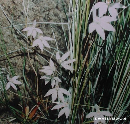Caladenia 10