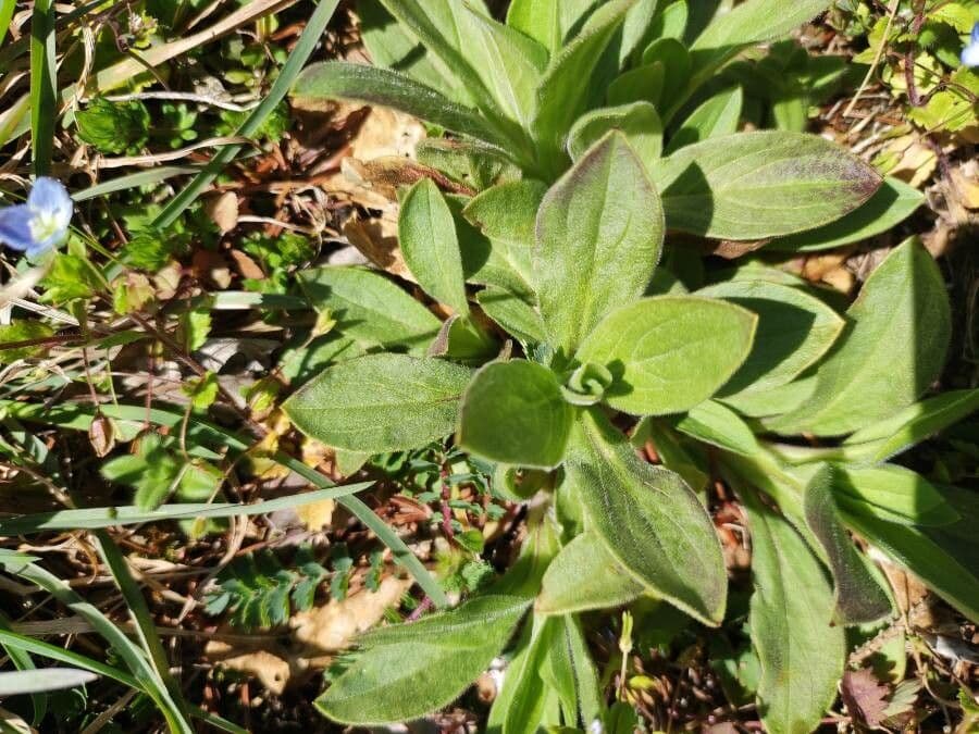 Smolnice obecná 18