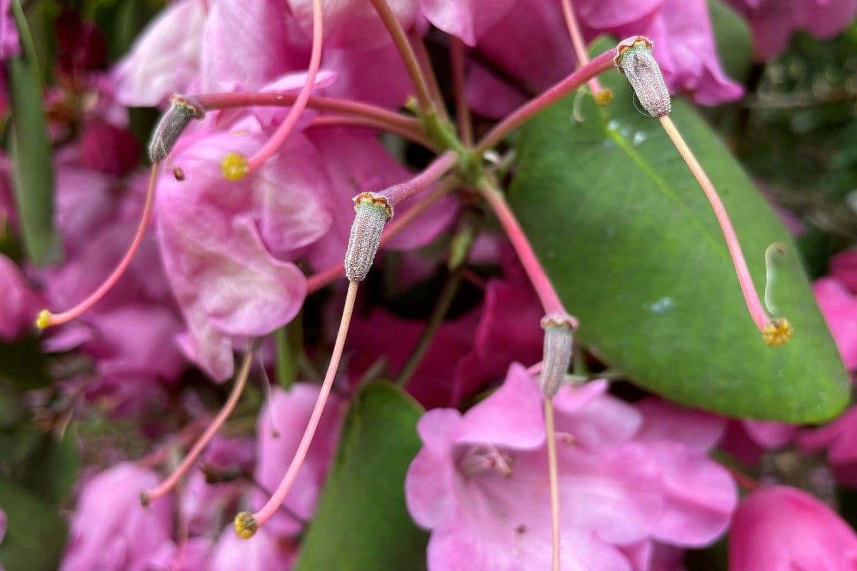 Rododendro 2