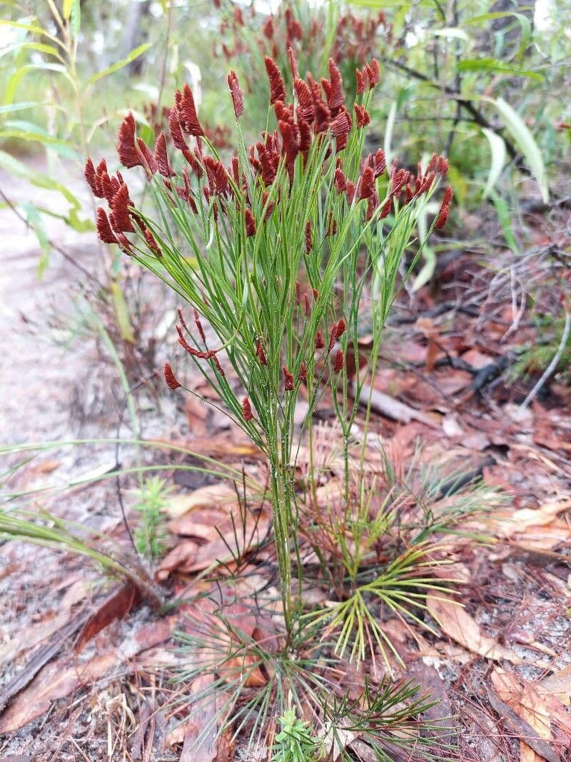 Schizaea 6