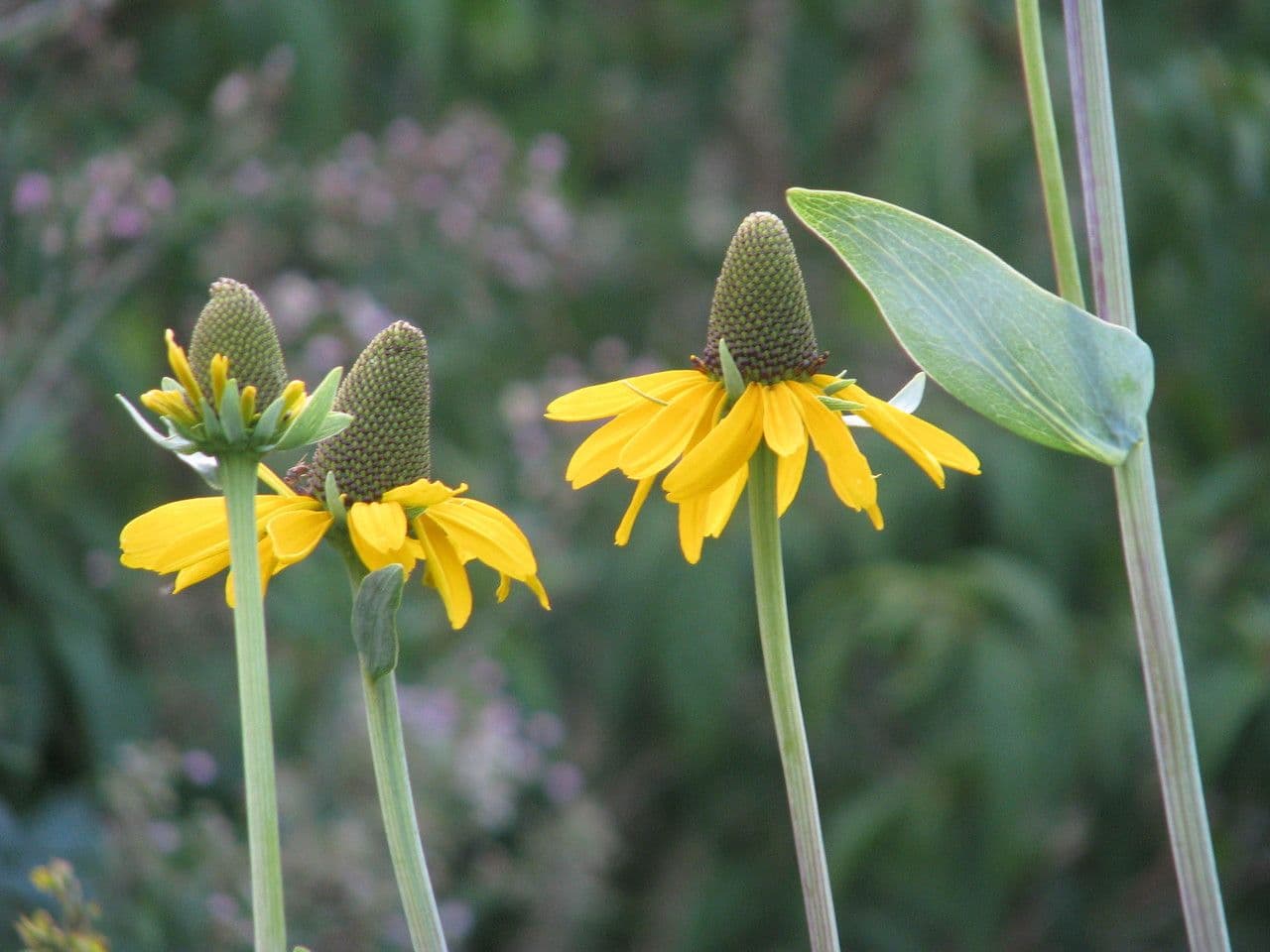 Rudbeckia