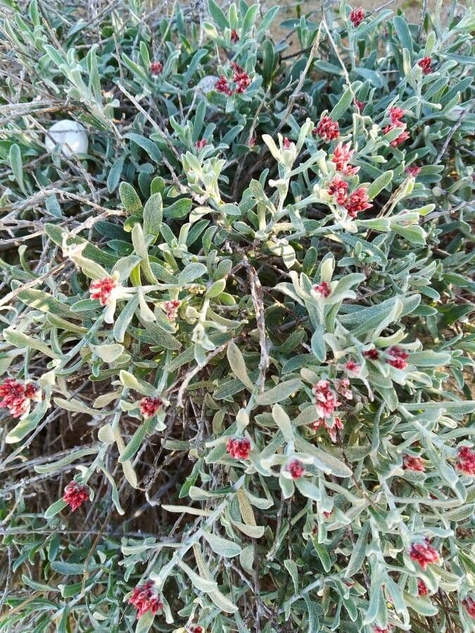 Strohblume 4
