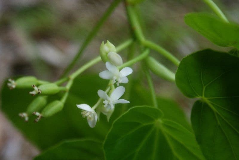 Begonia 7