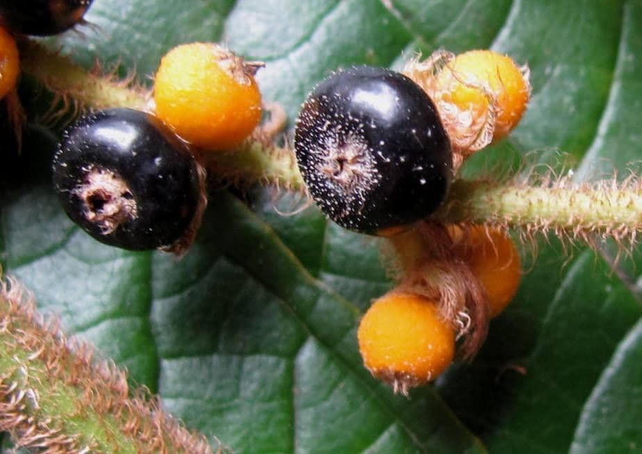 Matthaei-Miconia