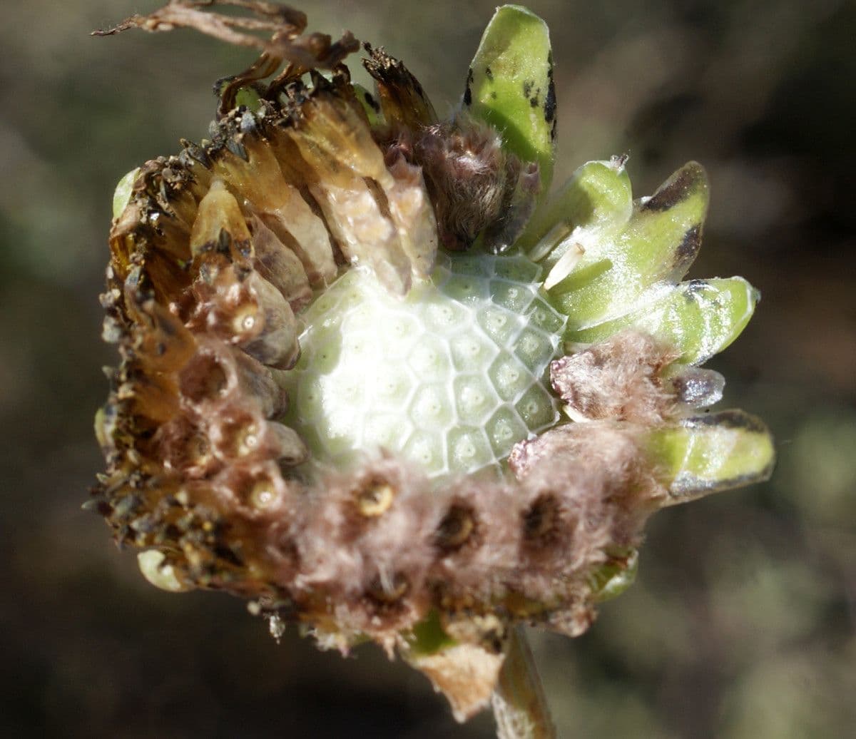 Kapringelblume 3