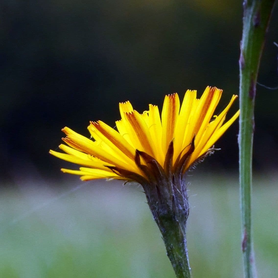 Radicchiella autunnale 8