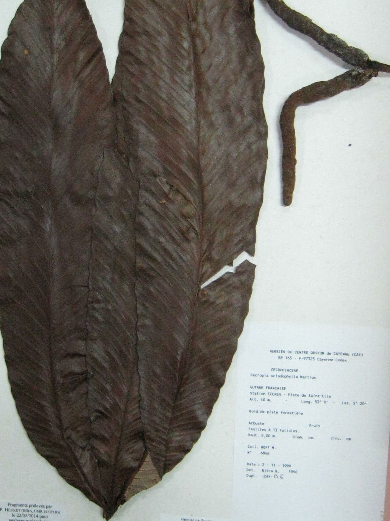 Cecropia 13