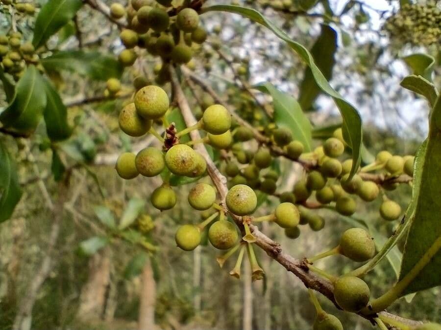 Myrsine howittiana