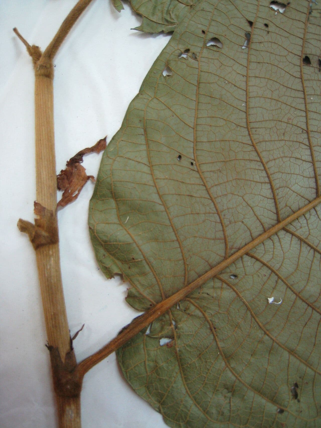 Coccoloba 16