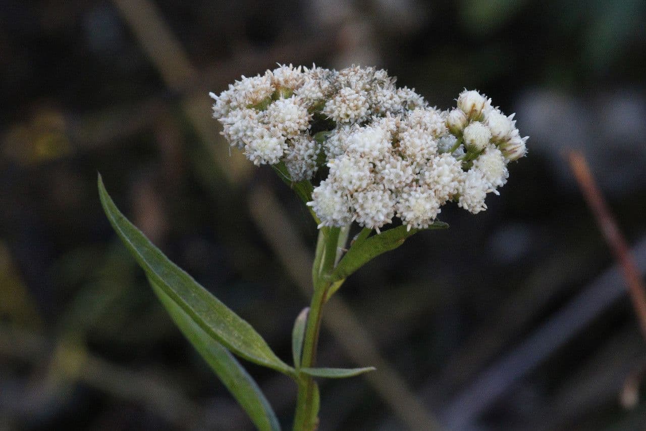 Baccharis 3