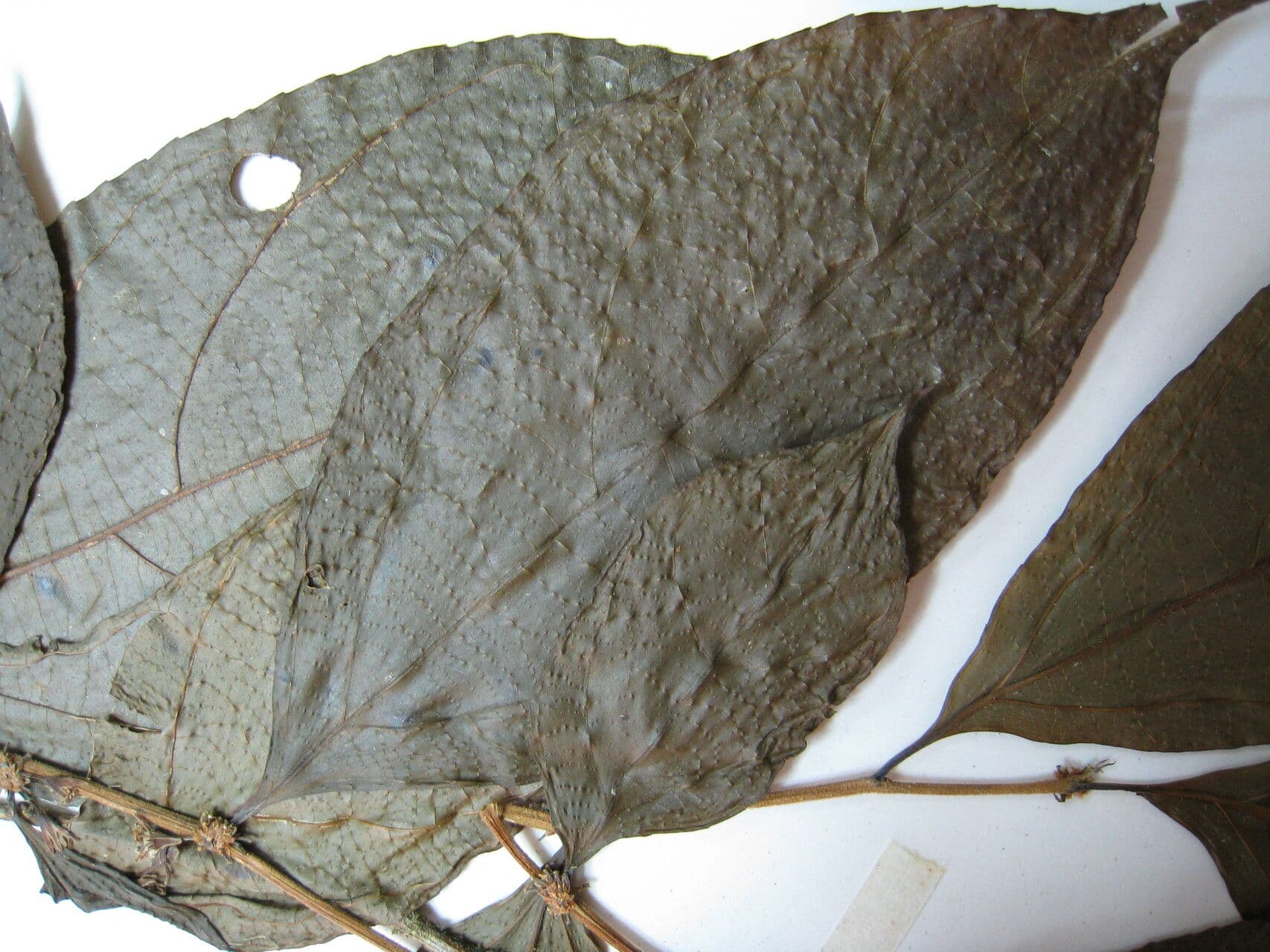 Casearia pitumba 13