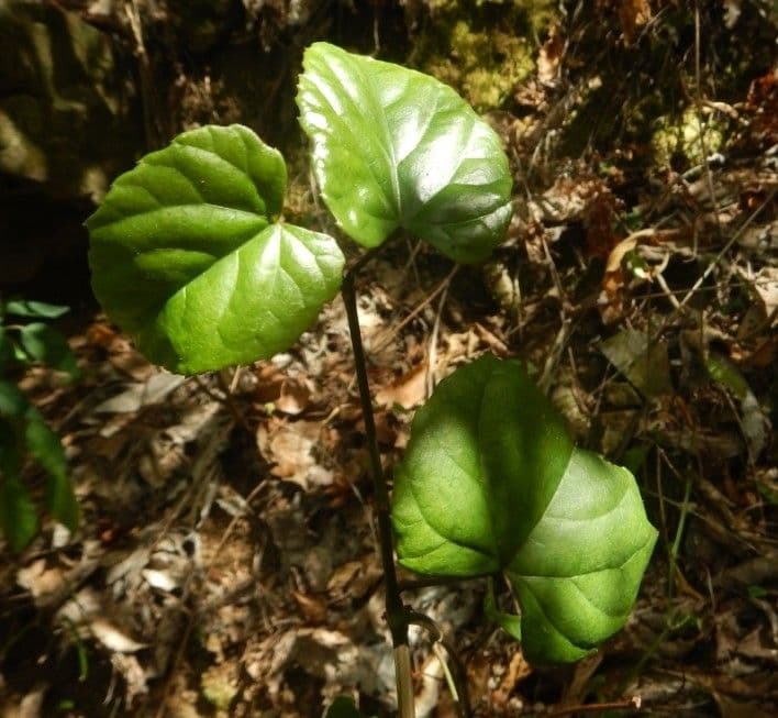 Cissus 4