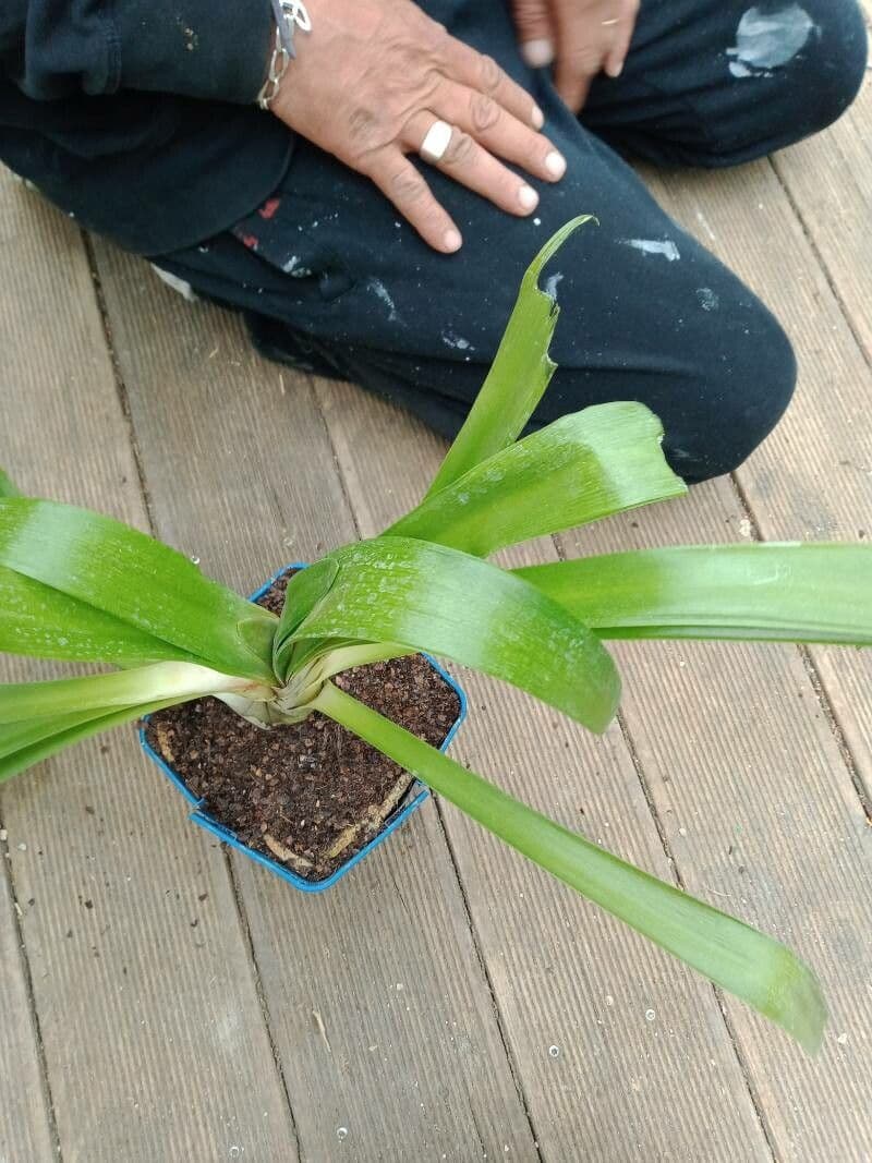Aechmea 14