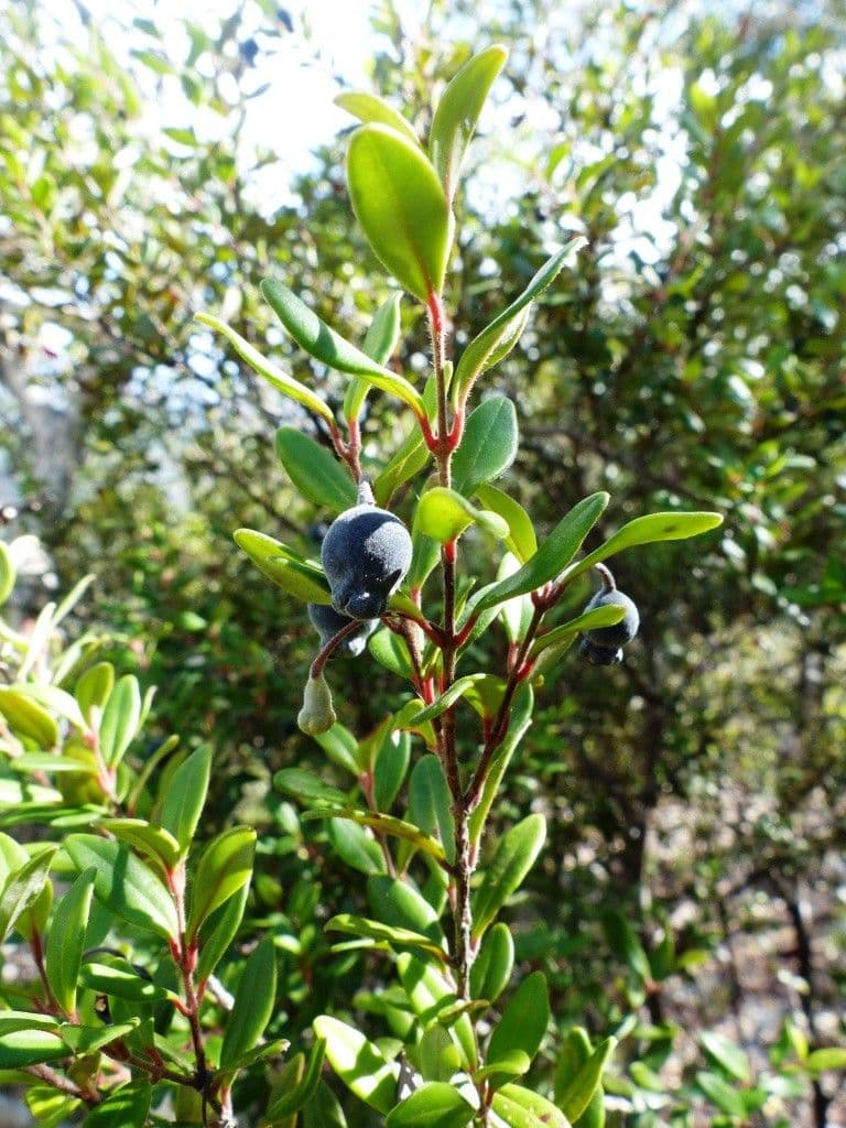 Uromyrtus 4